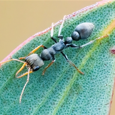 Myrmecia sp., pilosula-group (Jack jumper) at Googong, NSW - 30 Jan 2025 by WHall