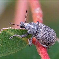 Rhinaria sp. (genus) at Googong, NSW - 30 Jan 2025 by WHall