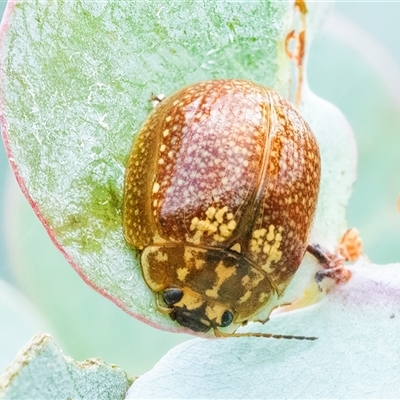 Paropsisterna cloelia (Eucalyptus variegated beetle) at Googong, NSW - 30 Jan 2025 by WHall