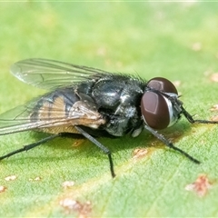 Musca sp. (genus) (Fly) at Googong, NSW - 30 Jan 2025 by WHall