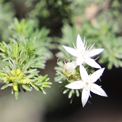 Unidentified Plant at Freycinet, TAS - 5 Feb 2025 by JimL