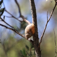 Bothriembryon tasmanicus (Tasmanian Tapered Snail) at Freycinet, TAS - 5 Feb 2025 by JimL