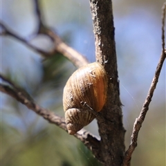 Bothriembryon tasmanicus at Freycinet, TAS - 5 Feb 2025 03:09 PM