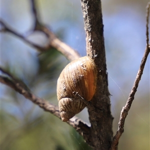 Bothriembryon tasmanicus at Freycinet, TAS - 5 Feb 2025 03:09 PM