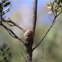 Bothriembryon tasmanicus at Freycinet, TAS - 5 Feb 2025 03:09 PM