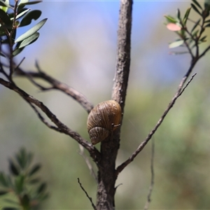 Bothriembryon tasmanicus at Freycinet, TAS - 5 Feb 2025 03:09 PM