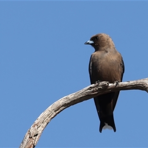 Artamus cyanopterus (Dusky Woodswallow) at Bellmount Forest, NSW - 4 Feb 2025 by jb2602