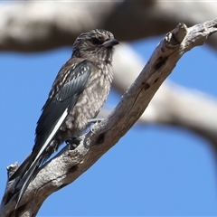 Artamus cyanopterus at Bellmount Forest, NSW - 4 Feb 2025 08:27 AM