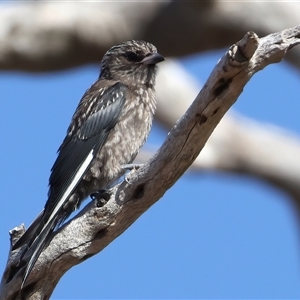 Artamus cyanopterus at Bellmount Forest, NSW - 4 Feb 2025 08:27 AM