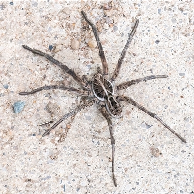 Tasmanicosa sp. (genus) (Tasmanicosa wolf spider) at Googong, NSW - 1 Feb 2025 by WHall