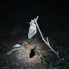 Psilogramma (genus) (A Psilogramma moth) at Watson, ACT - 5 Feb 2025 by msietsma