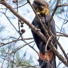 Calyptorhynchus lathami lathami (Glossy Black-Cockatoo) at Penrose, NSW - Yesterday by Aussiegall