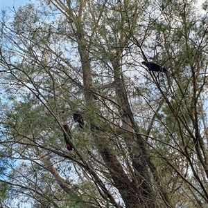 Calyptorhynchus lathami lathami at Penrose, NSW - suppressed