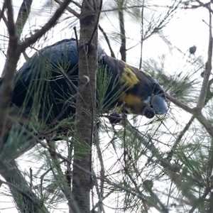 Calyptorhynchus lathami lathami (Glossy Black-Cockatoo) at Penrose, NSW - Yesterday by Aussiegall