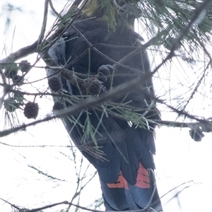 Calyptorhynchus lathami lathami at Penrose, NSW - suppressed