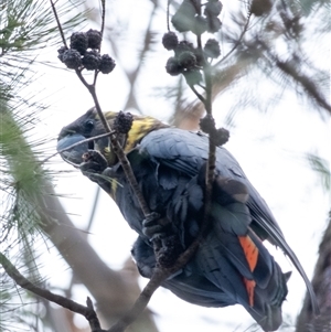 Calyptorhynchus lathami lathami at Penrose, NSW - suppressed