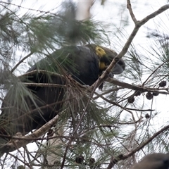 Calyptorhynchus lathami lathami at Penrose, NSW - suppressed