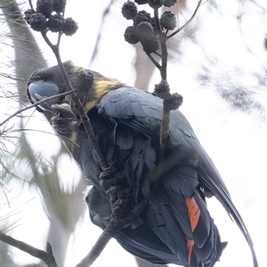 Calyptorhynchus lathami lathami at Penrose, NSW - suppressed