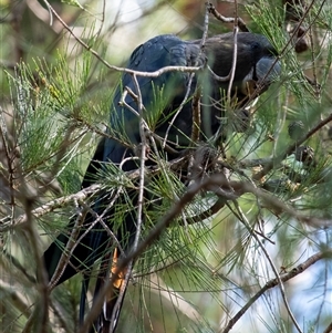 Calyptorhynchus lathami lathami (Glossy Black-Cockatoo) at Penrose, NSW - Yesterday by Aussiegall