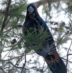 Calyptorhynchus lathami lathami at Penrose, NSW - suppressed