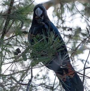 Calyptorhynchus lathami lathami at Penrose, NSW - suppressed