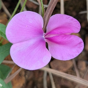 Unidentified Pea at Kakadu, NT - 5 Feb 2025 by HelenCross