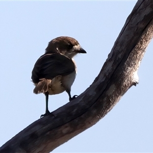 Aphelocephala leucopsis at Bellmount Forest, NSW - 4 Feb 2025 by jb2602