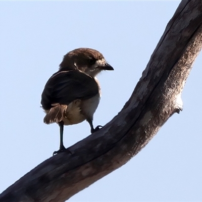 Aphelocephala leucopsis at Bellmount Forest, NSW - 4 Feb 2025 by jb2602