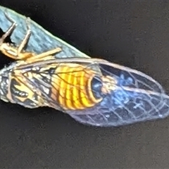 Unidentified Cicada (Hemiptera, Cicadoidea) at Kakadu, NT - Today by HelenCross