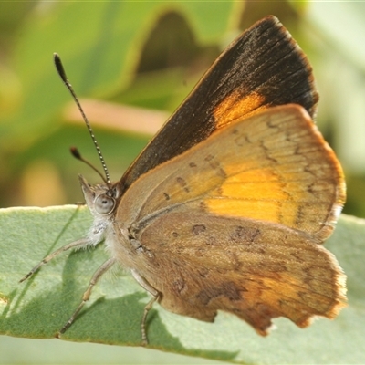 Paralucia aurifera (Bright Copper) at Tharwa, ACT - 5 Feb 2025 by Harrisi