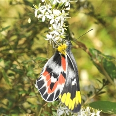 Delias harpalyce (Imperial Jezebel) at Tharwa, ACT - Yesterday by Harrisi