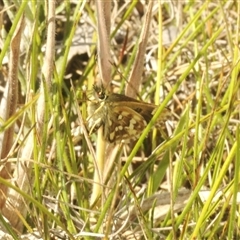 Atkinsia dominula (Two-brand grass-skipper) at Tharwa, ACT - 5 Feb 2025 by Harrisi