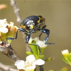 Castiarina octospilota (A Jewel Beetle) at Tharwa, ACT - Yesterday by Harrisi