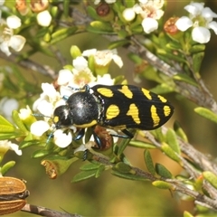 Castiarina octospilota at Tharwa, ACT - 5 Feb 2025 09:01 AM