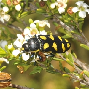 Castiarina octospilota at Tharwa, ACT - 5 Feb 2025 09:01 AM