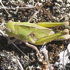 Gastrimargus musicus (Yellow-winged Locust or Grasshopper) at Tharwa, ACT - 5 Feb 2025 by Harrisi