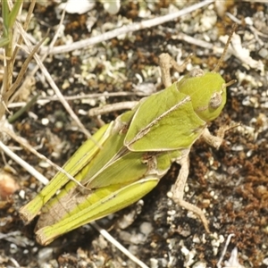 Gastrimargus musicus at Tharwa, ACT - 5 Feb 2025 09:21 AM