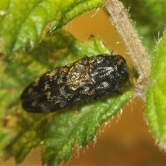 Aaaaba nodosus (a Jewel beetle) at Tharwa, ACT - 5 Feb 2025 by Harrisi