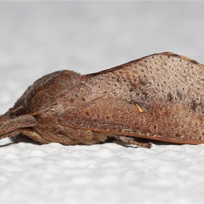 Elhamma australasiae (A Swift or Ghost moth (hepialidae)) at Lawson, ACT - Yesterday by TimL