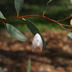 Gastrophora henricaria (Fallen-bark Looper, Beautiful Leaf Moth) at Acton, ACT - 5 Feb 2025 by TimL