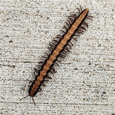 Paradoxosomatidae sp. (family) at Queanbeyan East, NSW - Today by NathanaelC