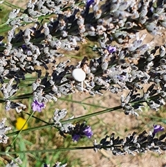 Thomisus spectabilis at Bowning, NSW - 4 Feb 2025 11:44 AM