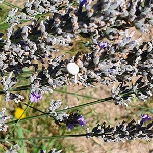 Thomisus spectabilis at Bowning, NSW - 4 Feb 2025 11:44 AM