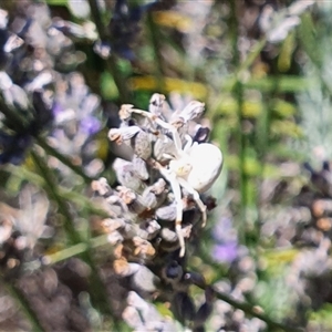 Thomisus spectabilis at Bowning, NSW - 4 Feb 2025 11:44 AM