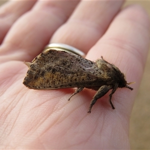 Elhamma australasiae at Mittagong, NSW - suppressed