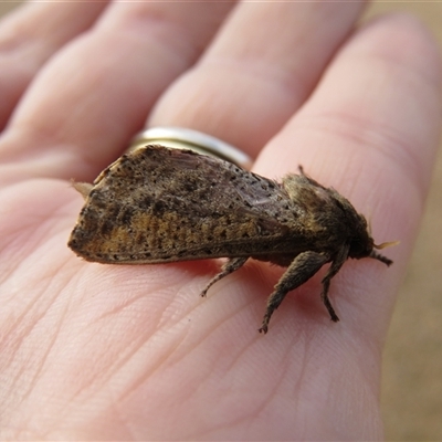 Elhamma australasiae (A Swift or Ghost moth (Hepialidae)) at Mittagong, NSW - 6 Feb 2025 by Span102