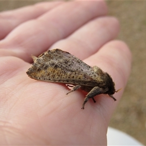 Elhamma australasiae at Mittagong, NSW - suppressed