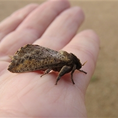 Elhamma australasiae at Mittagong, NSW - suppressed