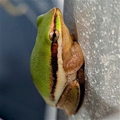 Litoria sp. (genus) at Kakadu, NT - 6 Feb 2025 by HelenCross