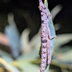 Morabidae (family) at Kakadu, NT - 5 Feb 2025 by HelenCross